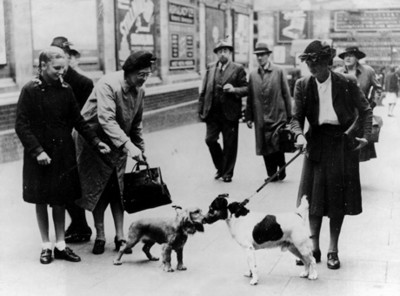 Mujeres observan a sus perros en una calle