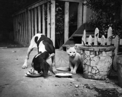Perro come junto a gato