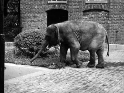 Elefante junto a jardín