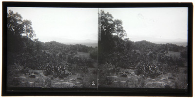 Nopalera en la ladera de cerro