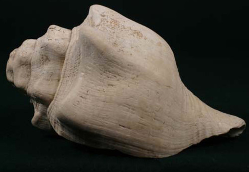 Caracol